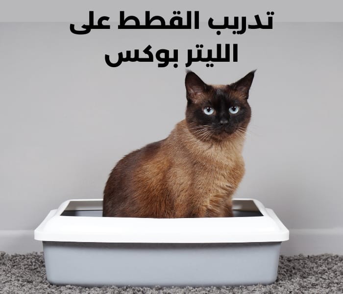 هل تحتاج القطط الى تدريب لاستخدام صندوق الرمل أو اللتر بوكس؟