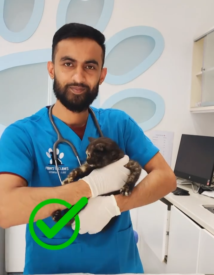 التعامل مع القطط