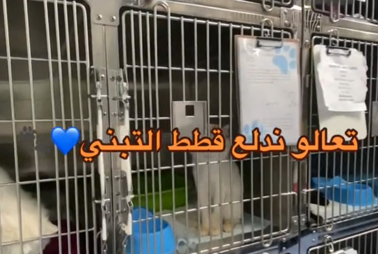 قطط التبني